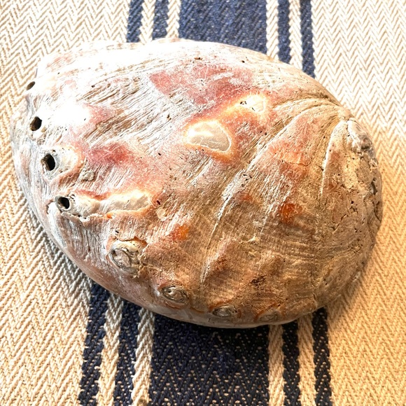 Natural Authentic Large Abalone Sea Shell - Picture 6 of 6